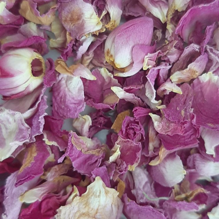 گل محمدی